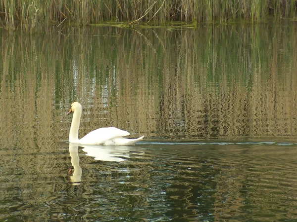 백조의 호수에 — 스톡 사진