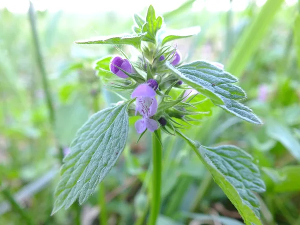 stock image Purple flower