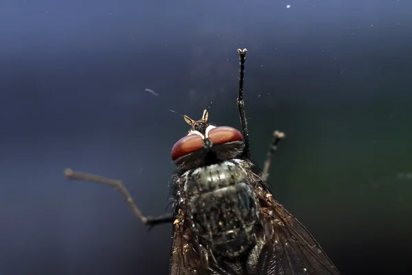 Μεγάλη μύγα — Φωτογραφία Αρχείου
