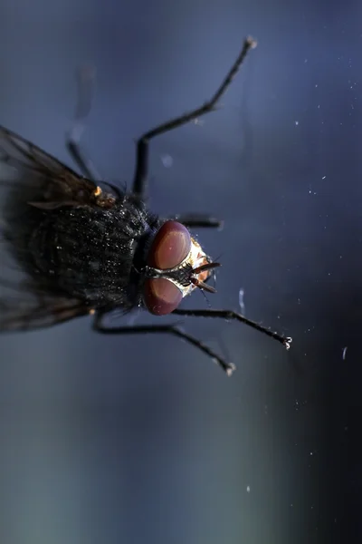 Fly at glass — Stock Photo, Image
