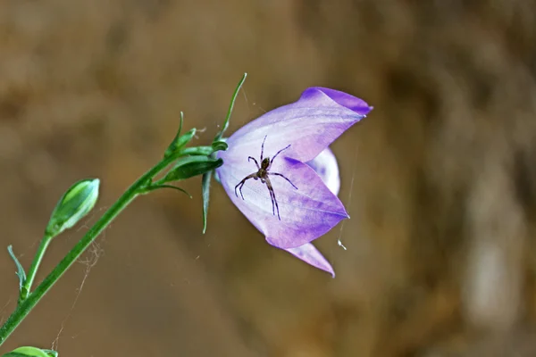 꽃에 거미 — 스톡 사진