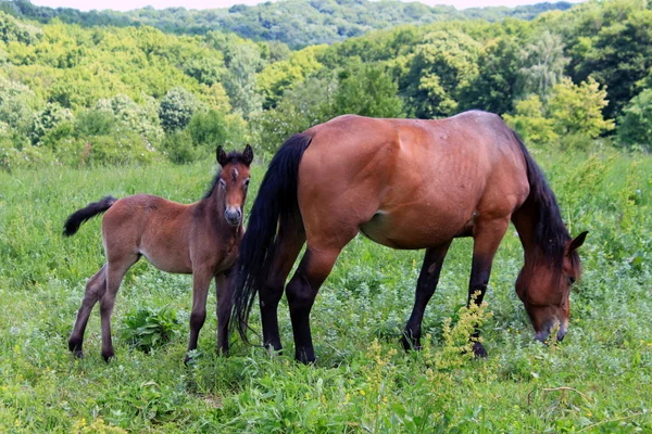 stock image Two horses