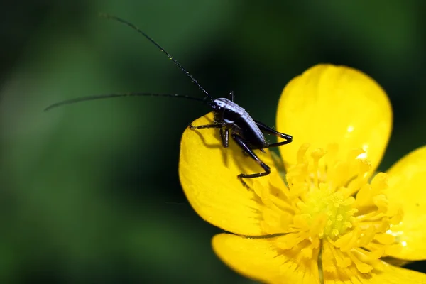 Bug at flower — Stock Photo, Image