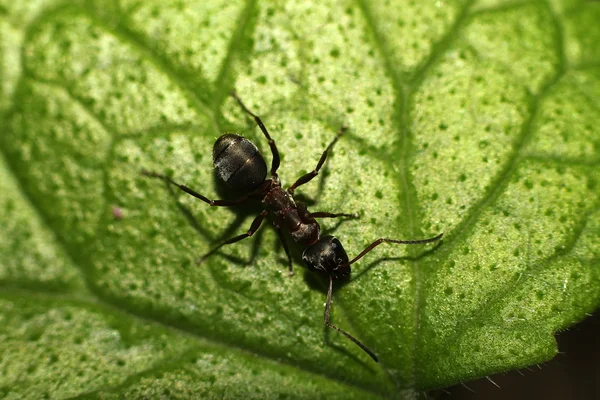 Ant at leaf — Stock Photo, Image