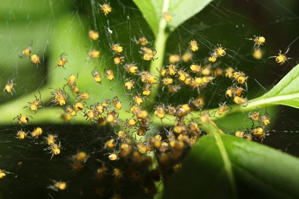 Muchas arañas — Foto de Stock