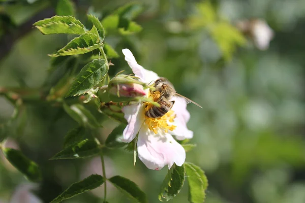 Бджола на квітка — стокове фото