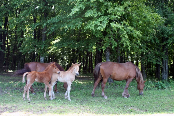 stock image Two foals