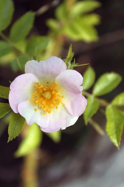 Bel fiore — Foto Stock