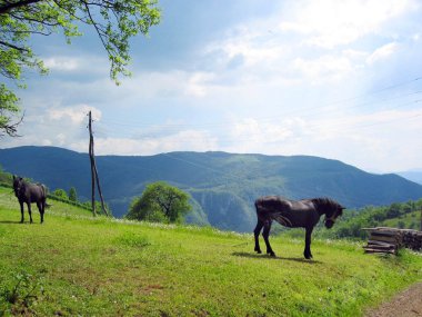 tepe üzerinde atlar