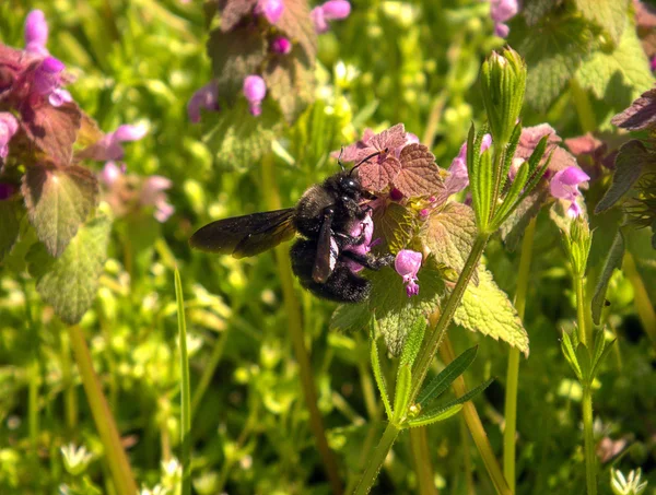 Insekt på blomma — Stockfoto