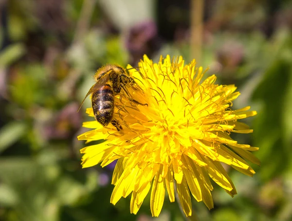 Бджола на квітці на сонці — стокове фото