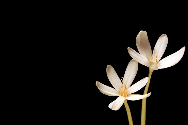 stock image Crocus on black background