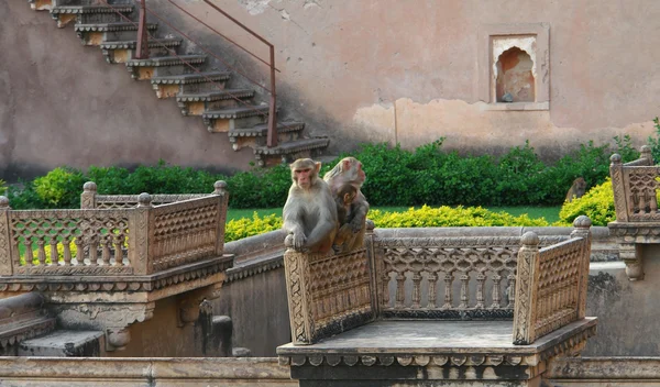 Apes in bundi palace — Stockfoto