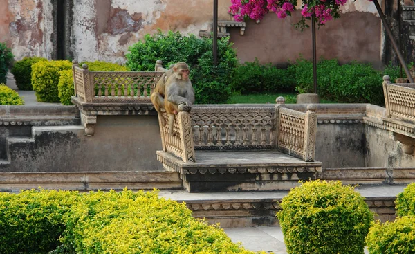 Affen im Bundi-Palast — Stockfoto