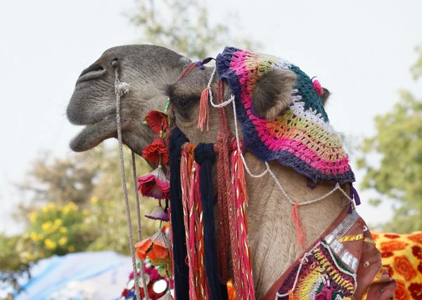 Ritratto di cammello ornato — Foto Stock