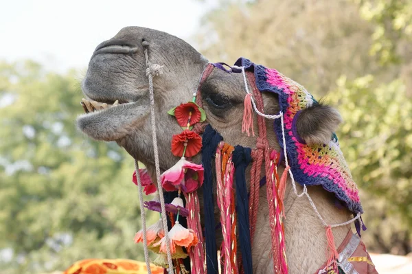 Adorned camel portrait — Stock Photo, Image