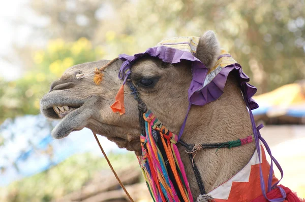 Retrato de camello adornado —  Fotos de Stock
