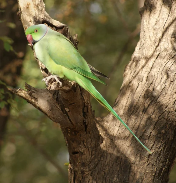 Rose-ringed Parakeet — Stock Photo, Image