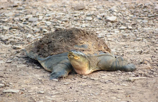 Weichschildkröte — Stockfoto