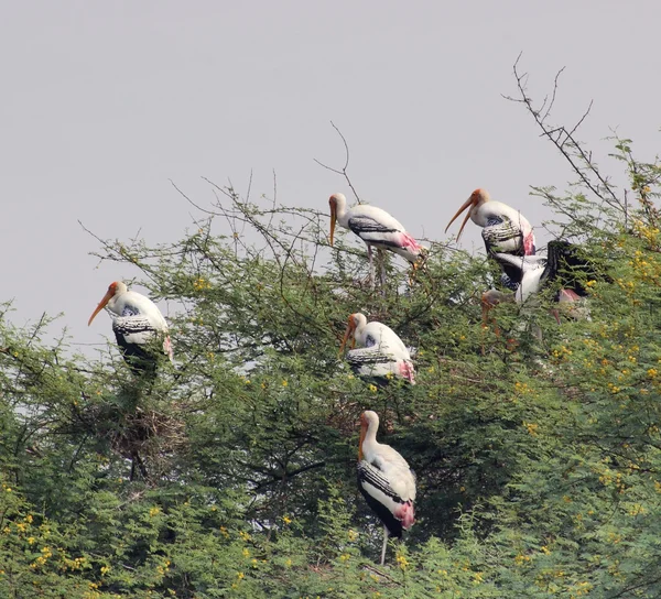 Treetop and storks — Stock Photo, Image