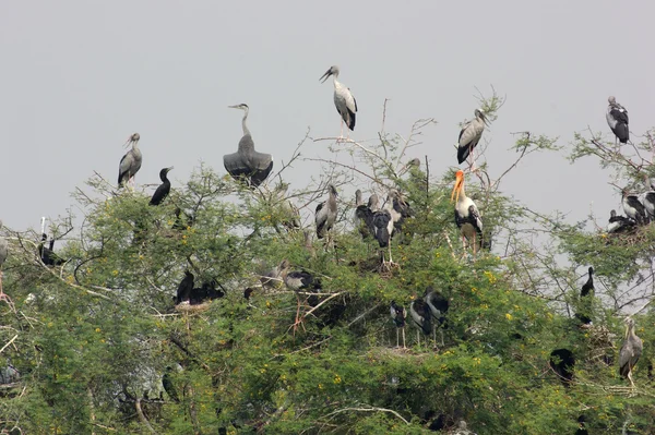 Treetop and storks — Stock Photo, Image