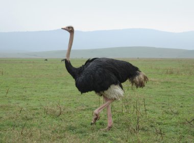 Ostrich in natural ambiance clipart