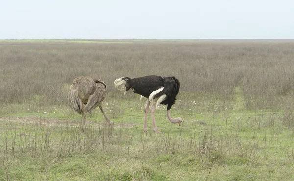 Δύο στρουθοκαμήλους στο φυσικό περιβάλλον — Φωτογραφία Αρχείου