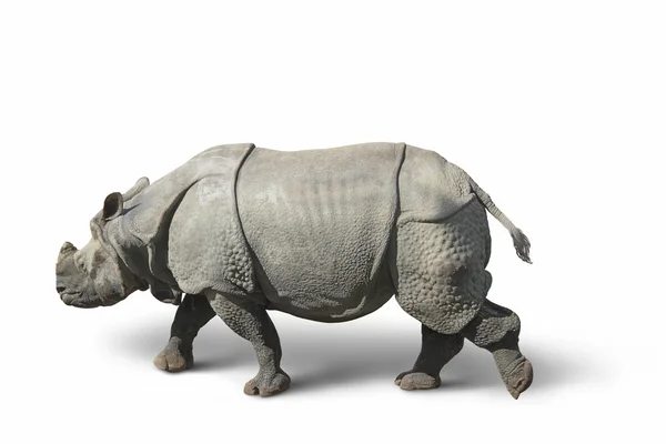 Rinoceronte nas costas brancas — Fotografia de Stock