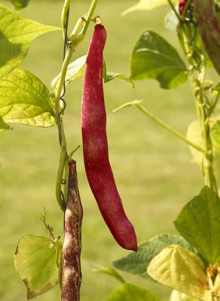 Red bean pod — Stock Photo, Image