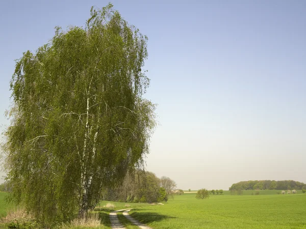 stock image Idyllic landscape at spring time