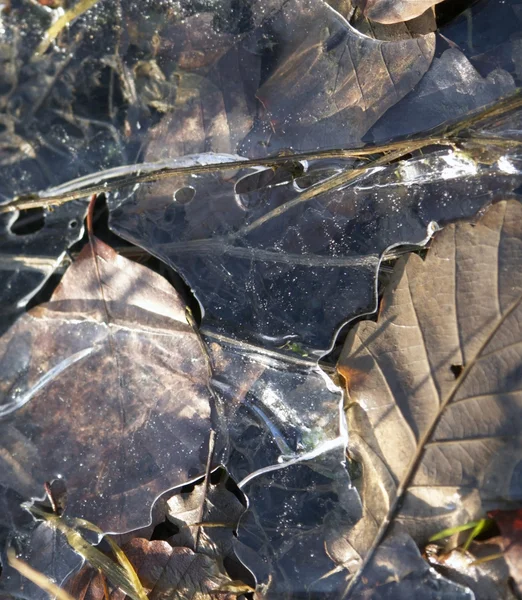 Παγωμένος φύλλα το φθινόπωρο — Φωτογραφία Αρχείου