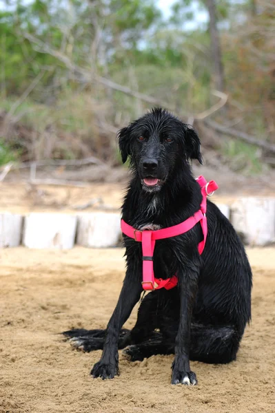 黑犬湿 — 图库照片