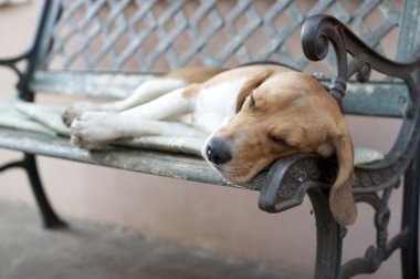 Köpek bankta uyuyor.