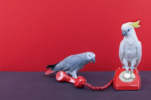 Parlare al telefono — Foto Stock