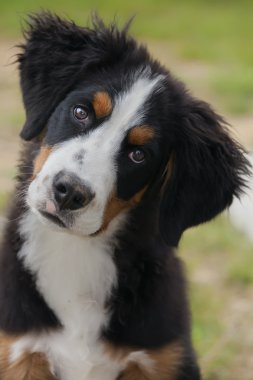 Bernese Mountain Dog clipart