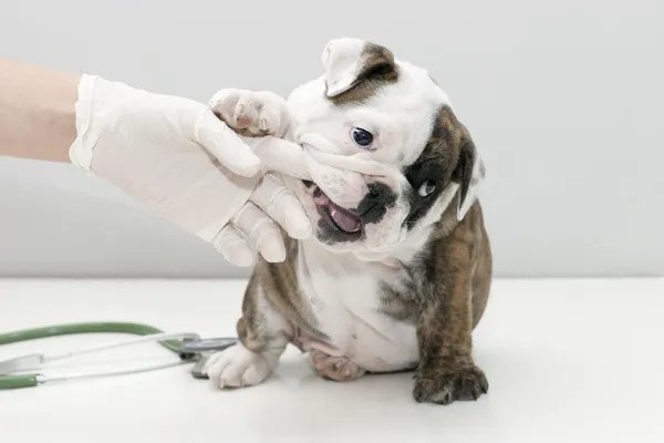 Köpek yavrusu ısırmak — Stok fotoğraf