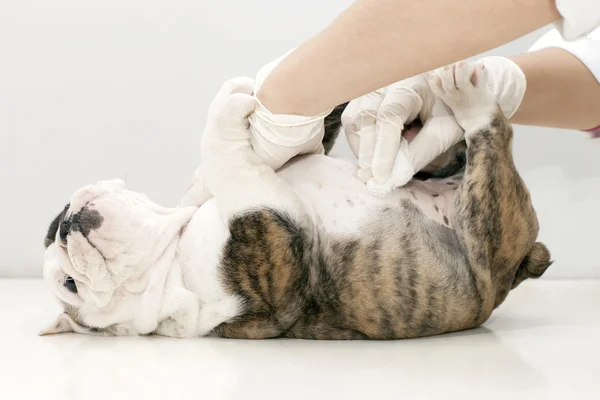 Yaralı köpek yavrusu — Stok fotoğraf