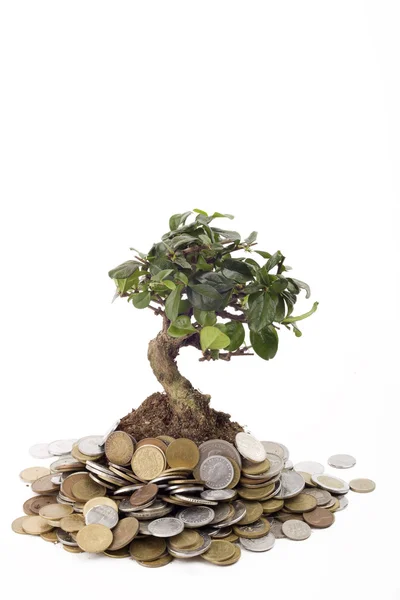 Árvore e moedas — Fotografia de Stock