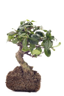 küçük bonsai