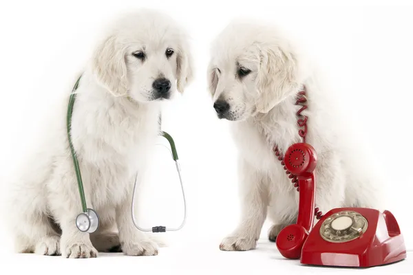 Anruf beim Tierarzt Stockbild