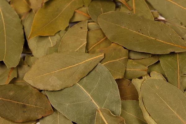 stock image Close picture of the bay leaves