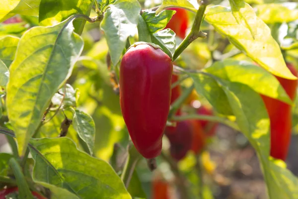 Красный болгарский перец — стоковое фото