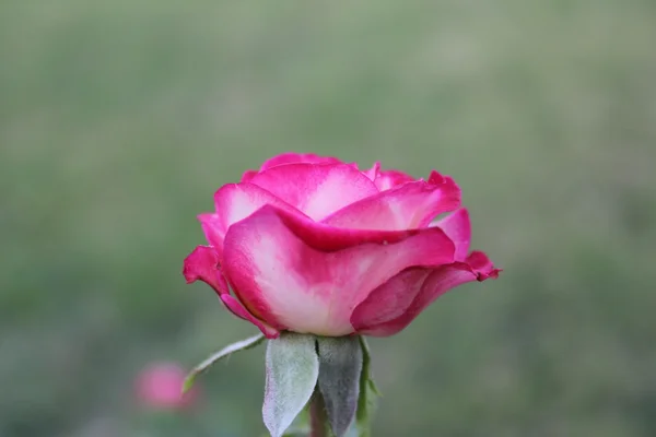 Delikatne róża — Zdjęcie stockowe