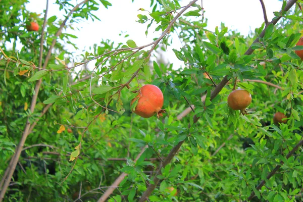 Mladí granátového jablka — Stock fotografie