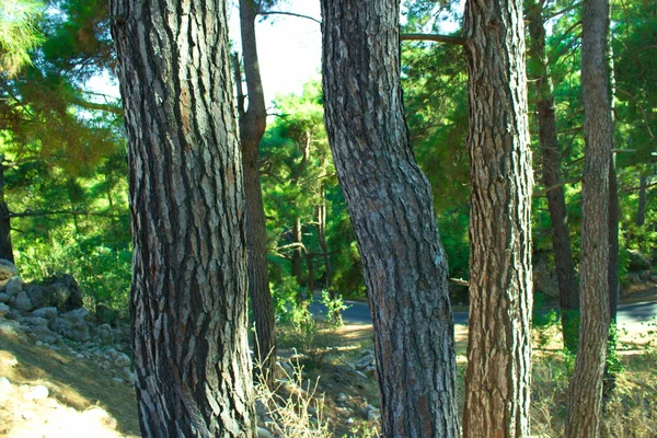 Troncos de árboles —  Fotos de Stock