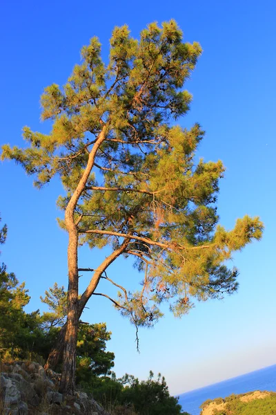 stock image Pine and the sea