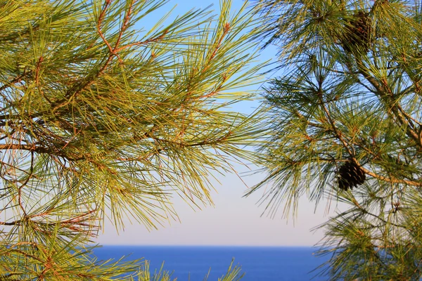 Pine and the sea — Stock Photo, Image