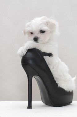 Glamour maltese puppy clipart