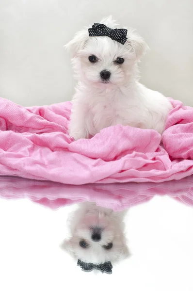 Filhote de cachorro maltês glamour — Fotografia de Stock