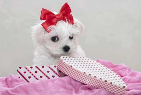 Maltees pup — Stockfoto